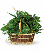 Large Basket Garden Large Basket Garden