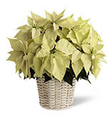 White Poinsettia Basket (Large) White Poinsettia Basket (Large)